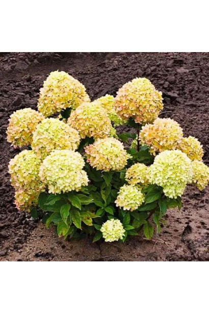 Кущ гортензії ’Лівінг Коттон Крем’ у розпалі цвітіння